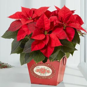 Holiday Traditions Poinsettia Ecomm 1800flowers.com